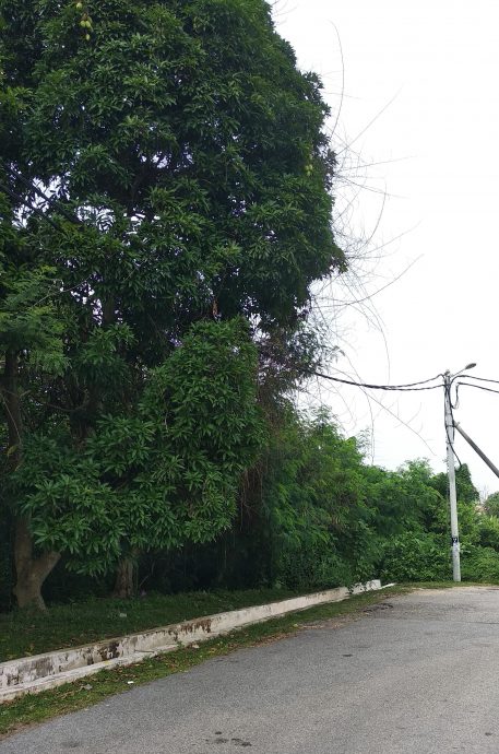 东：文德甲花园住宅区大水沟两旁杂树野草丛生，蛇虫鼠蚁出没，水沟久未疏通发出臭味