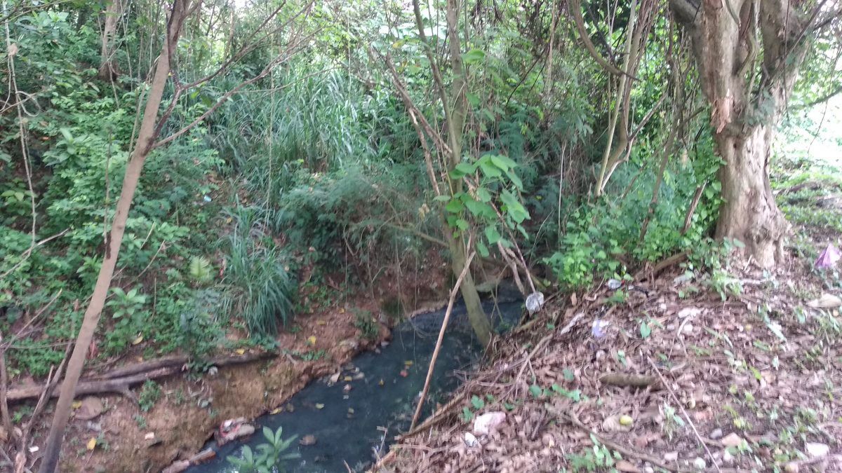 東：文德甲花園住宅區大水溝兩旁雜樹野草叢生，蛇蟲鼠蟻出沒，水溝久未疏通發出臭味