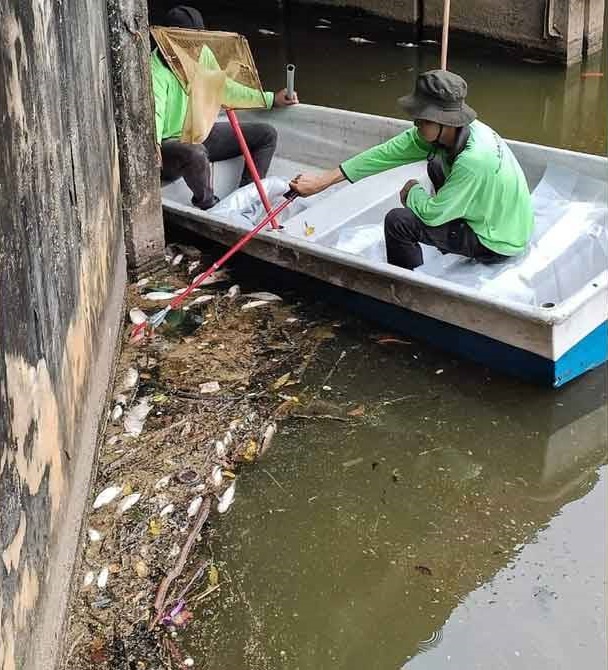 东：湖泊水中氧不足鱼只大量死 关丹市厅捞鱼工作仍进行