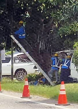 东：路边树木挡视线当局修整