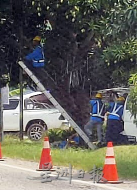 東：路邊樹木擋視線當局修整