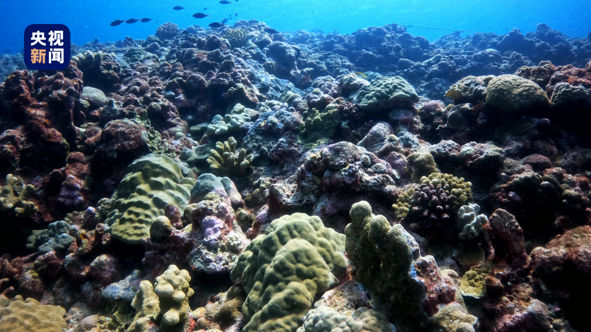 中国发黄岩岛生态报告：海域环境质量优 珊瑚礁生态健康