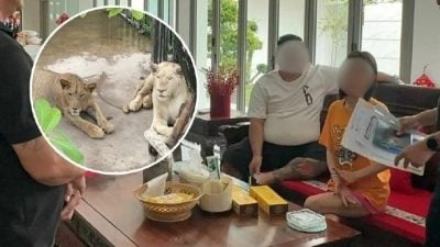 中国夫妇非法养狮   涉嫌走私豪车被捕