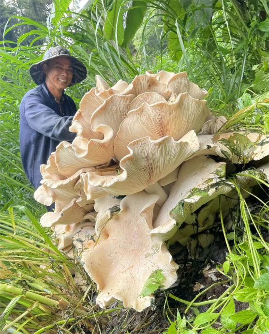 云南昌宁发现100斤重巨型野生菌 将制成标本供游客参观