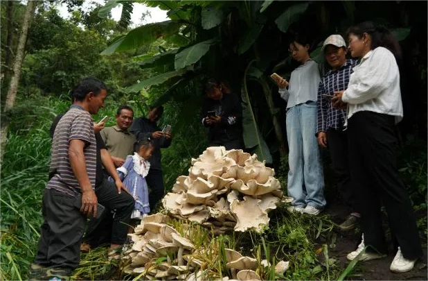 云南昌宁发现100斤重巨型野生菌 将制成标本供游客参观