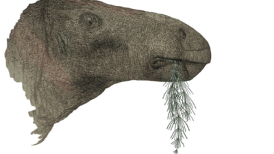体型像900公斤美洲野牛！　科学家：英国发现百年来最完整恐龙化石