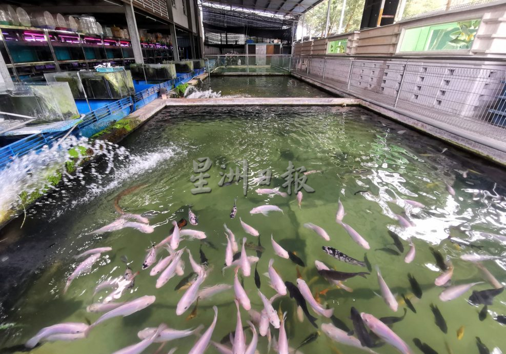 供星洲网：观赏鱼热潮不再？ 水族馆业者：整体销量下跌50%