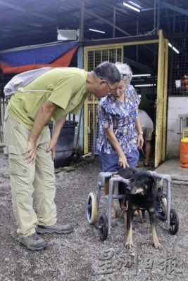 城市看不到流浪犬？刘克襄揭露台湾浪犬的悲歌