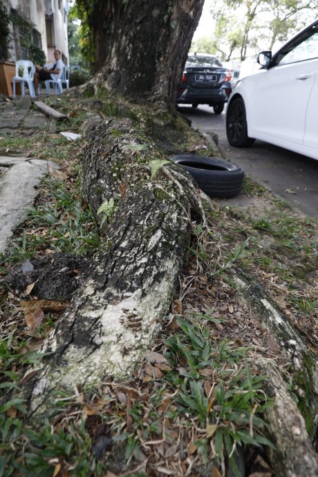 大都會/80尺老樹枝葉墜落屋頂積水滲透室內 店家促市政局“救命”