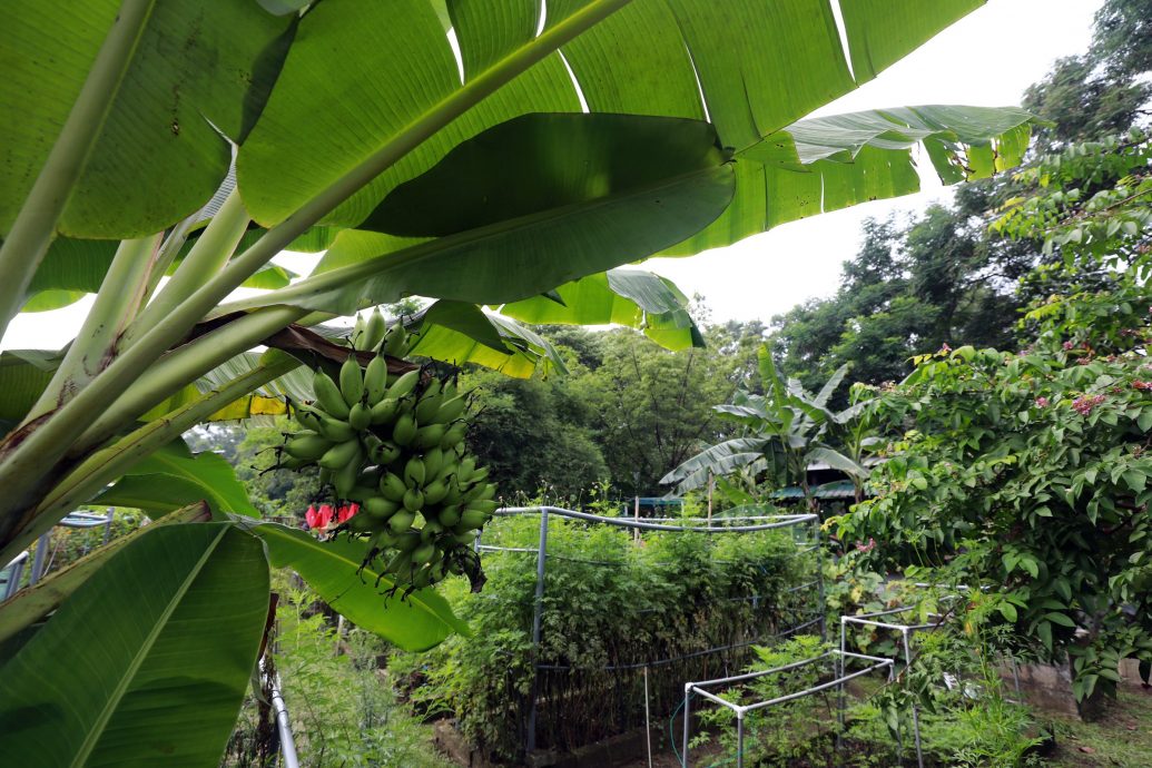 大都會/綠意盎然-TTDI社區蔬果花園 / 多圖