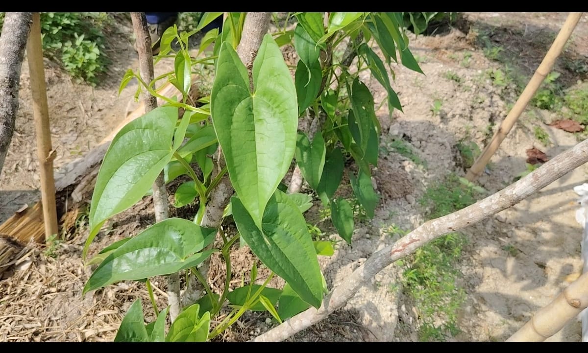 大都會/綠意盎然系列/馬來社區菜園推崇醫食同源（731見報）