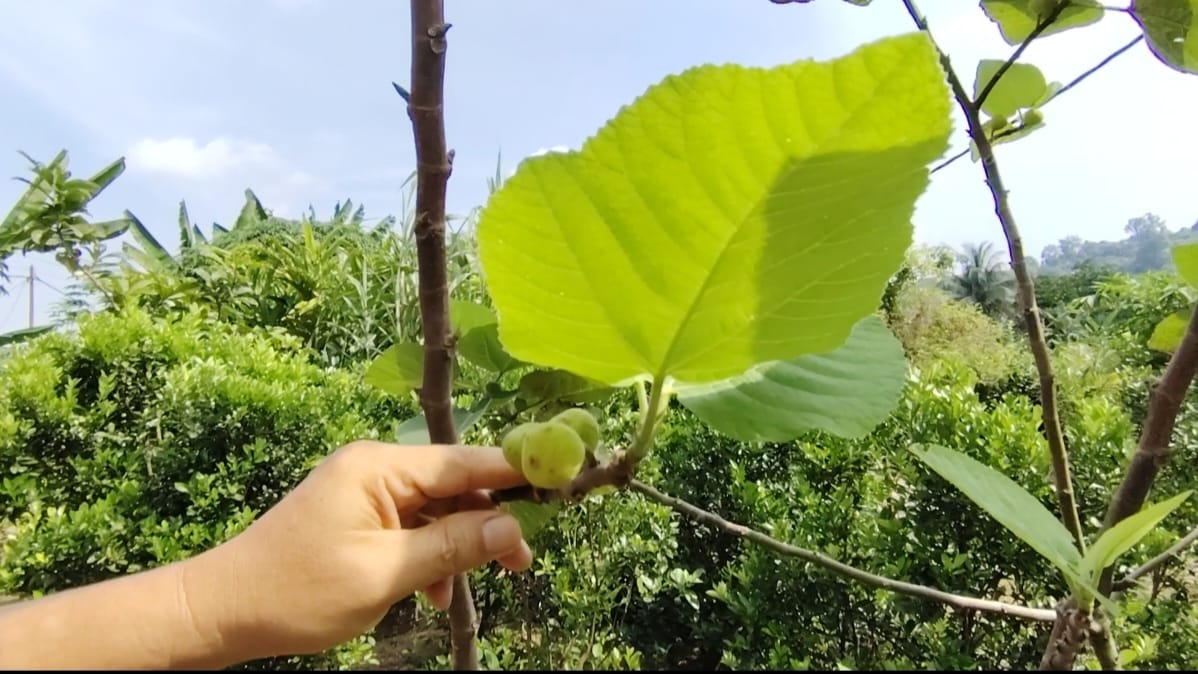 大都会/绿意盎然系列/马来社区菜园推崇医食同源（731见报）