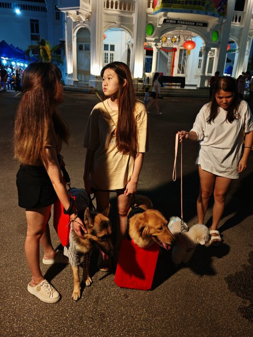 *已签发* 柔：峇中总青商团办宠物嘉年华，集合各类宠物近千人参与