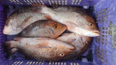 企圖走私16公斤活魚至新加坡 一羅裡被扣查