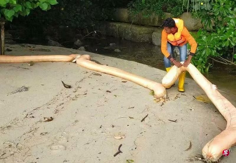 *已签发*柔：狮城二三事：狮城东北部多处生物栖息地 吸油围栏已移除