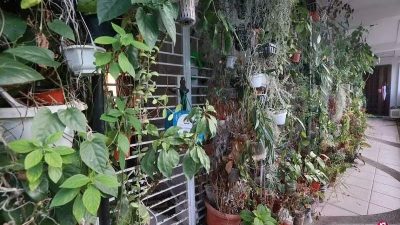 獅城組屋植物牆引蚊蟲 鄰居叫苦