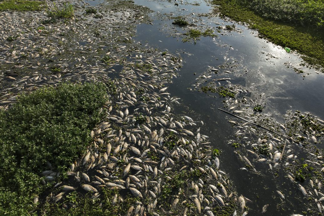 巴西20噸魚群“集體暴斃” 工廠排廢水腐爛魚屍綿延河面 