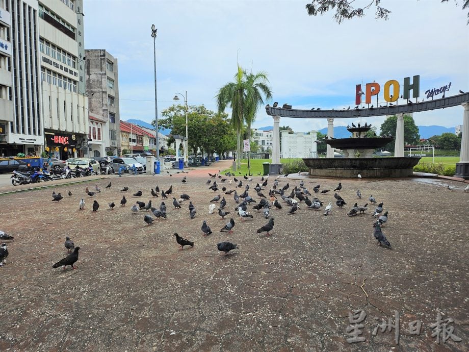 市内鸽子泛滥 忧引发卫生问题