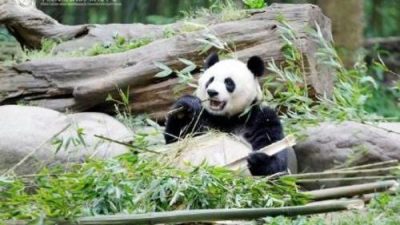 中國神樹坪熊貓基地   遊客須開包被檢查