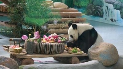 大熊貓吃水果蛋糕 “炫”榴槤慶生