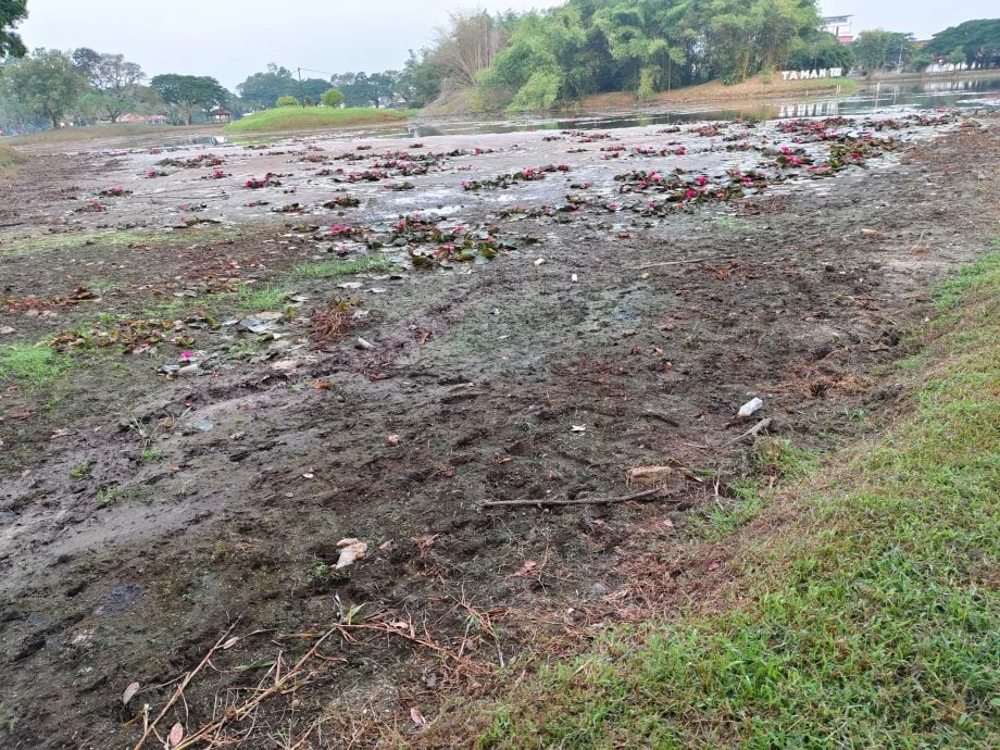 持续干旱水位剧降植物枯死 太平湖西湖露出湖床