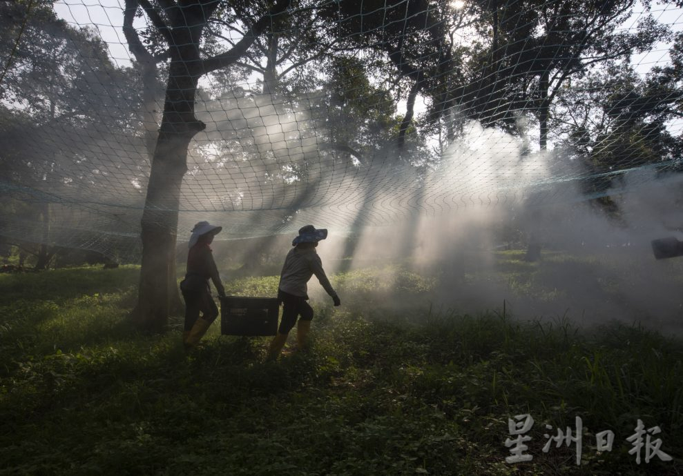 星角摄／图说大马：忙著采摘榴梿的季节