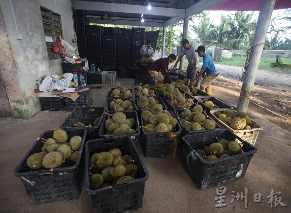 星角摄／图说大马：忙著采摘榴梿的季节