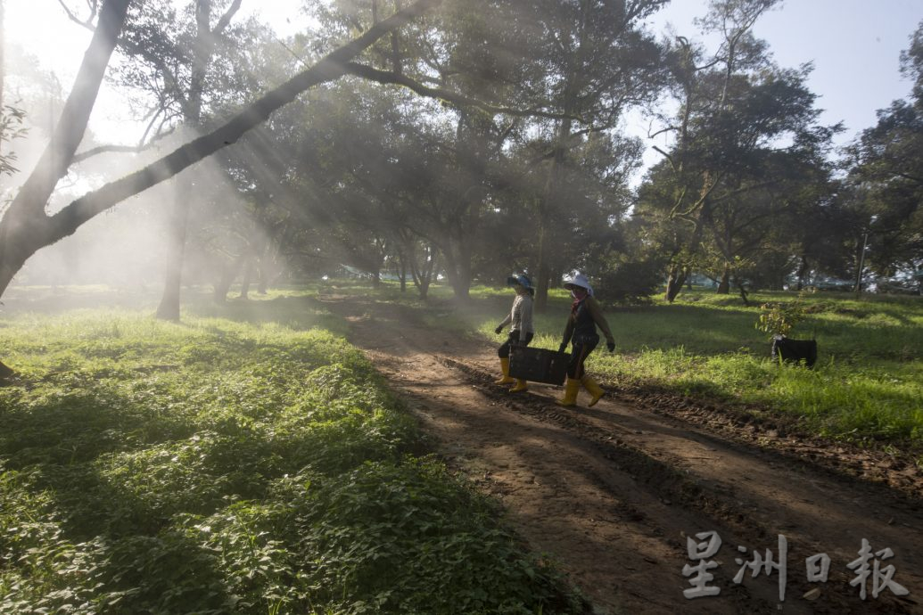 星角摄／图说大马：忙著采摘榴梿的季节