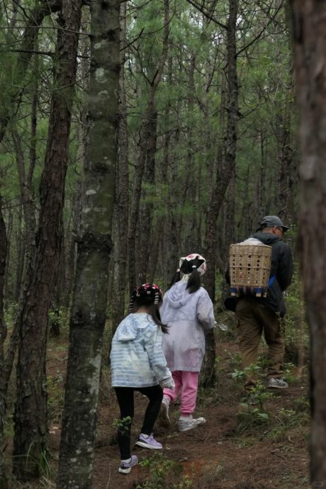 暑假親子採菇團火爆 大理古城山上“人比菌多”