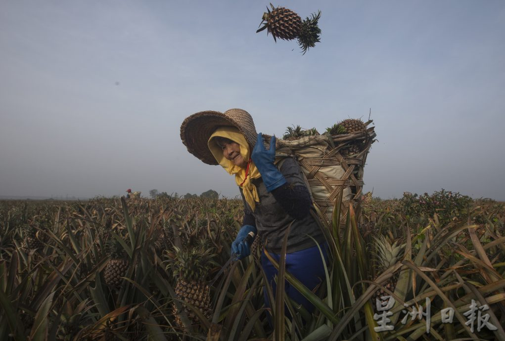 最后一名采黄梨华妇