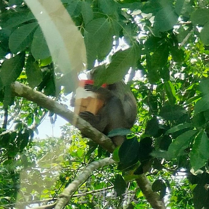 森合花園猴子為患 等不到投餵竟進家覓食，居民氣煞