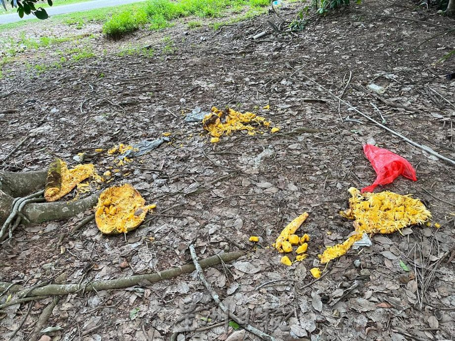 森合花園猴子為患 等不到投餵竟進家覓食，居民氣煞