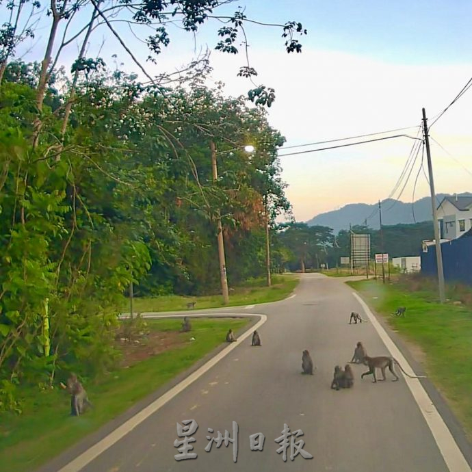 森合花園猴子為患 等不到投餵竟進家覓食，居民氣煞