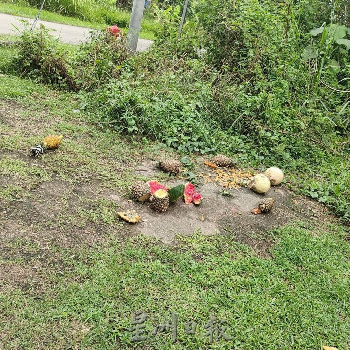 森合花园猴子为患 等不到投喂竟进家觅食，居民气煞