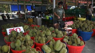 氣候變化衝擊  泰國榴槤產量大幅下降