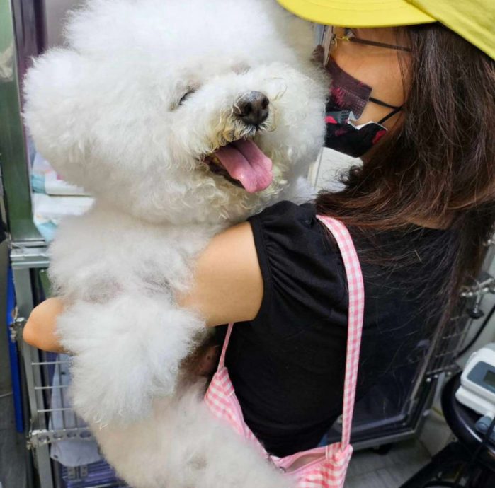 淚別18歲愛犬屋虎 蔡依林悲曬最後身影