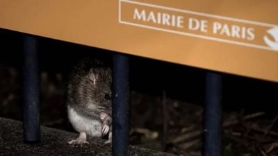 浪漫之都也是鼠患之都  巴黎奧運期間鼠輩橫行？