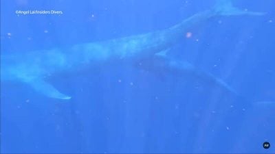 深海惊奇！蓝鲸妈妈哺乳画面 首度公诸于世