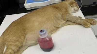 猫猫狗狗化身捐血小英雄，为爱献血拯救生命