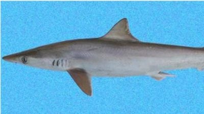 研究发现：巴西海岸附近海域的鲨鱼可卡因检测呈阳性
