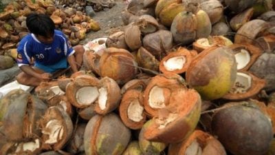 印尼抢攻减碳商机  研究椰子当航空燃料