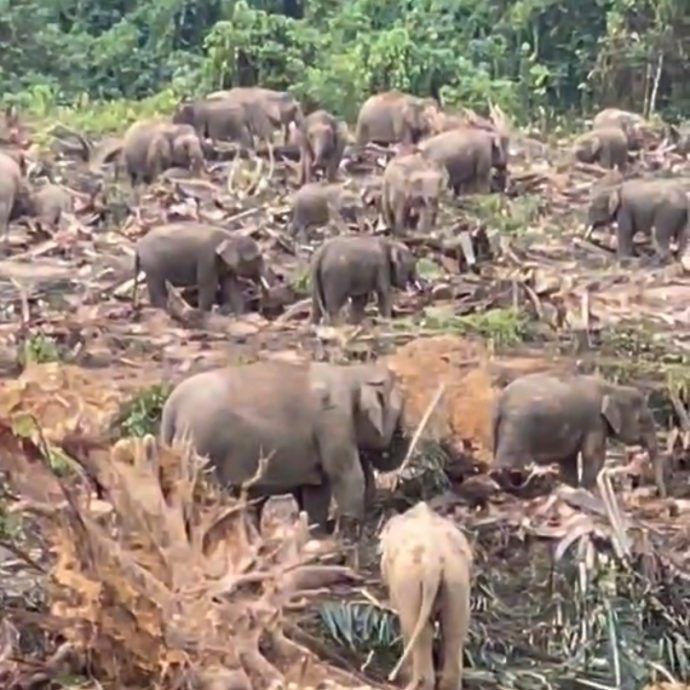 老樹砍伐露出棕櫚心吸引象群  野生動物侷促民眾勿靠近