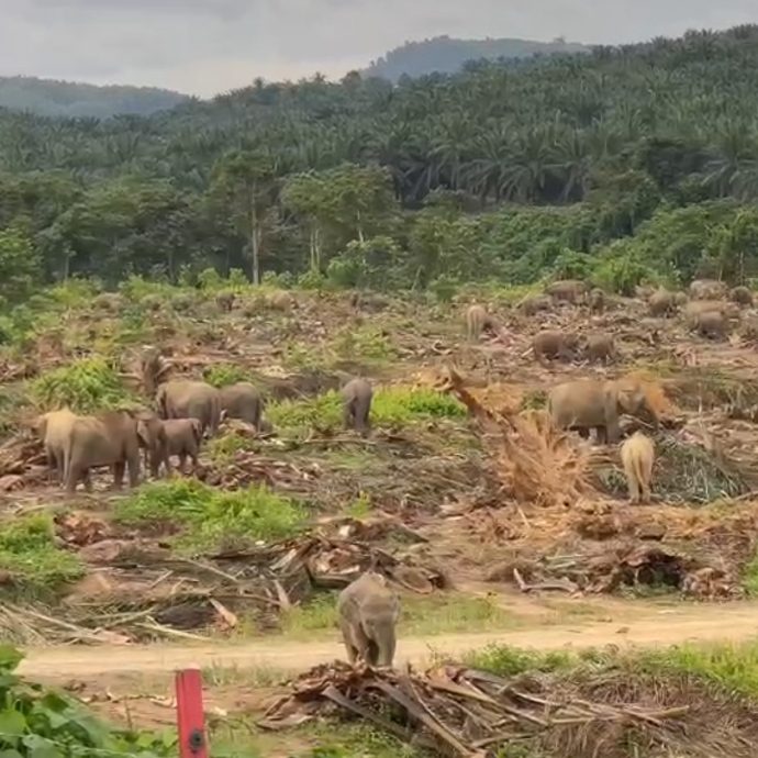 老樹砍伐露出棕櫚心吸引象群  野生動物侷促民眾勿靠近