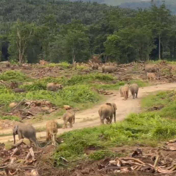 老樹砍伐露出棕櫚心吸引象群  野生動物侷促民眾勿靠近