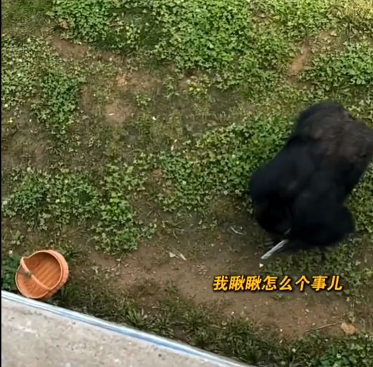 视频 | 山东醒目大猩猩帮游客执手机 网民：聪明又绅士 