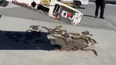 视频 | 温哥华机场罕见意外 惊现数十条鳗鱼大逃亡