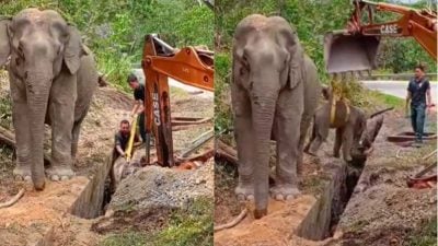野生動物保護局出動8員營救 墜溝小象與象媽媽團聚啦！