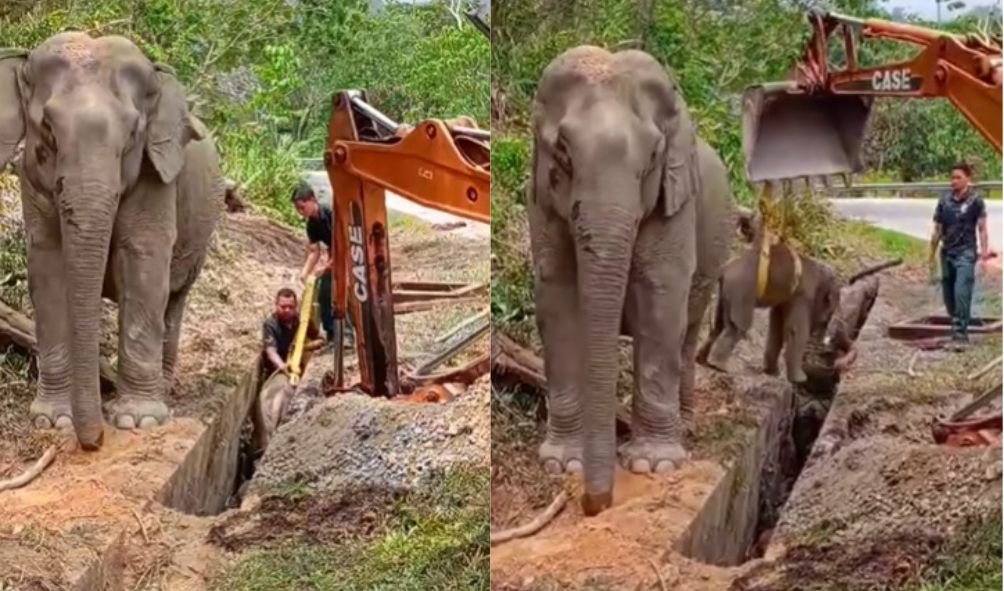 野生动物保护局出动8员营救 坠沟小象与象妈妈团聚啦！