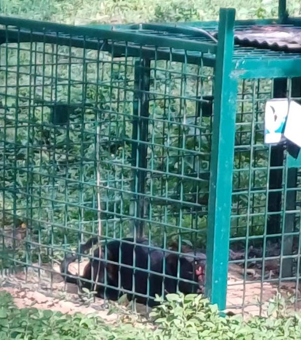 野生動物局在叻沙及和豐園丘 捉到1黑豹3野象