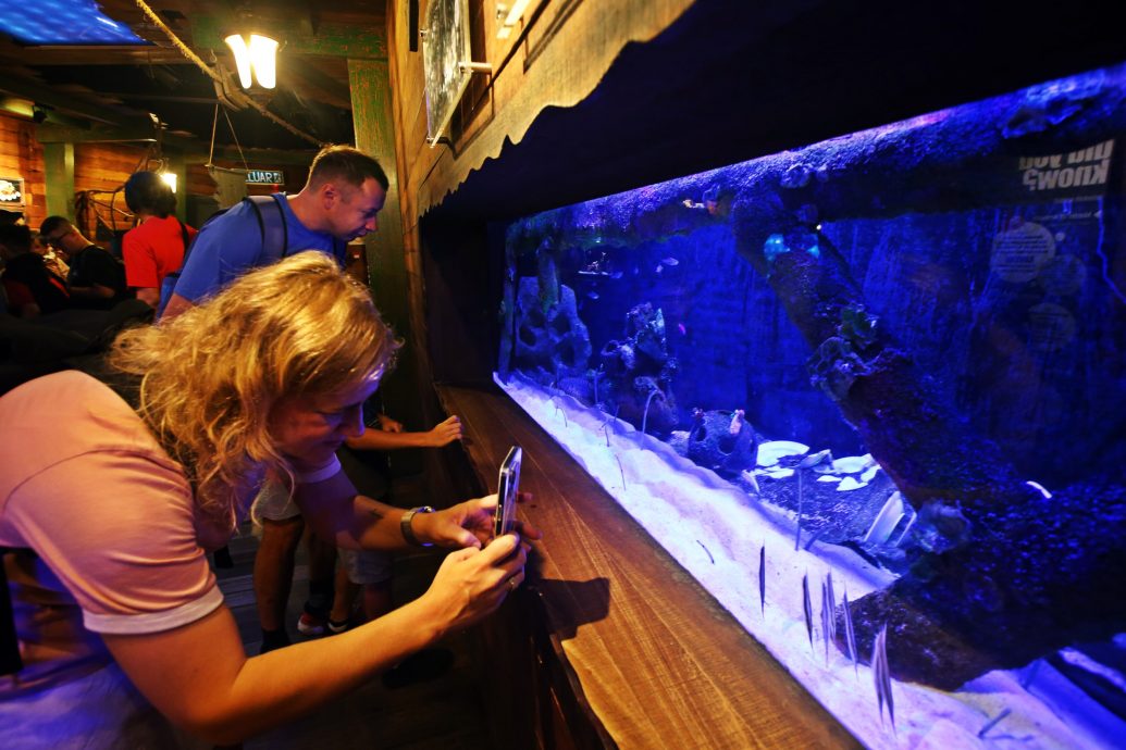 预编26日见报（大都会）半岛心旅游——双峰塔水族馆